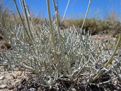 Hymenopappus filifolius idahoensis