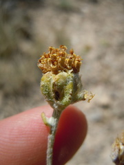 Hymenopappus filifolius idahoensis