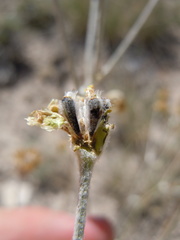 Hymenopappus filifolius idahoensis
