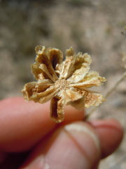 Hymenopappus filifolius idahoensis
