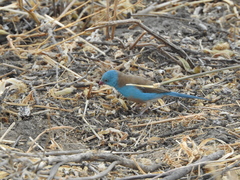 Uraeginthus cyanocephalus