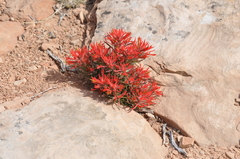 Castilleja scabrida scabrida
