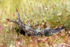 Bornella anguilla