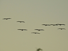 Pelecanus philippensis