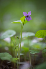 Viola epipsila