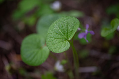 Viola epipsila