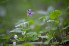 Viola epipsila