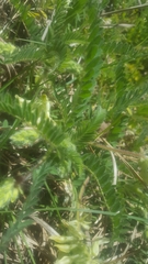 Astragalus tennesseensis