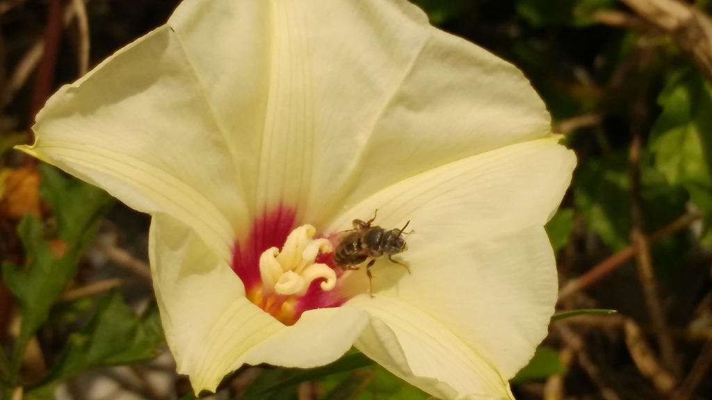 Apiform Morning glory-Digger