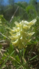 Astragalus tennesseensis