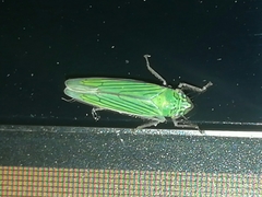 Syncharina argentina