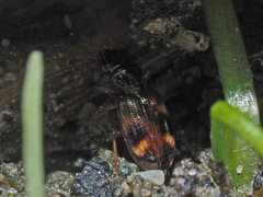 Bembidion articulatum