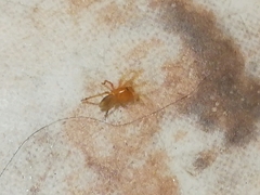 Dysderoidea