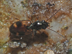 Bembidion articulatum
