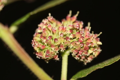 Euphorbia hirta