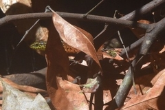 Eutropis rugifera