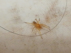 Dysderoidea