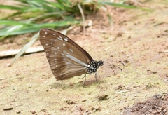 Parantica nilgiriensis