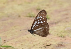 Parantica nilgiriensis