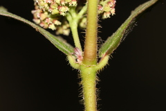 Euphorbia hirta