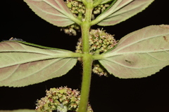 Euphorbia hirta