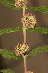 Euphorbia hirta