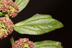 Euphorbia hirta