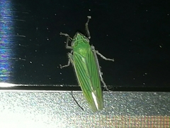 Syncharina argentina