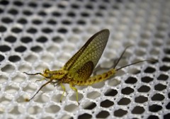 Hexagenia bilineata