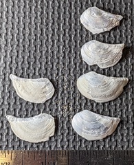 Heteroclidus punctatus