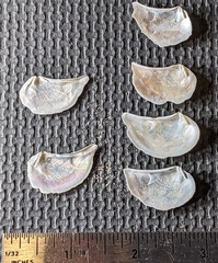 Heteroclidus punctatus