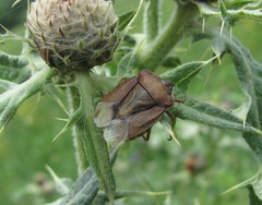Carpocoris melanocerus