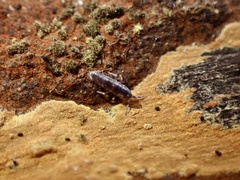 Lepidocyrtus curvicollis
