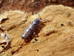 Lepidocyrtus curvicollis