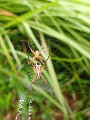 Argiope catenulata