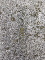 Flavoplaca flavocitrina