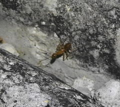 Camponotus festinatus