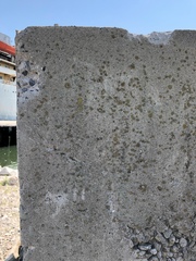 Flavoplaca flavocitrina