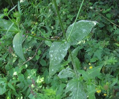 Erysiphe knautiae