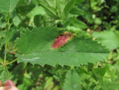 Xenodochus carbonarius