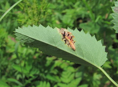 Xenodochus carbonarius
