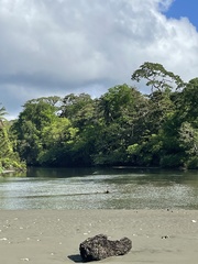 Tigrisoma mexicanum
