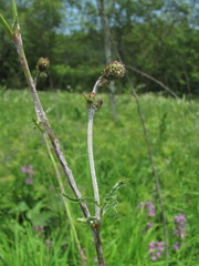 Podosphaera ferruginea