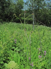 Podosphaera ferruginea