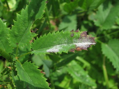 Podosphaera ferruginea