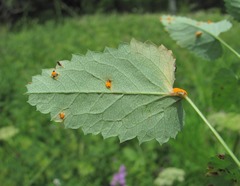 Xenodochus carbonarius