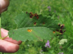 Xenodochus carbonarius