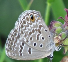Euchrysops subpallida