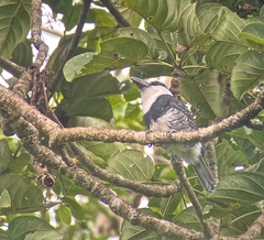 Notharchus hyperrhynchus image