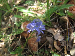 Veronica orsiniana